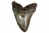 Serrated, Fossil Megalodon Tooth - South Carolina #160410-1